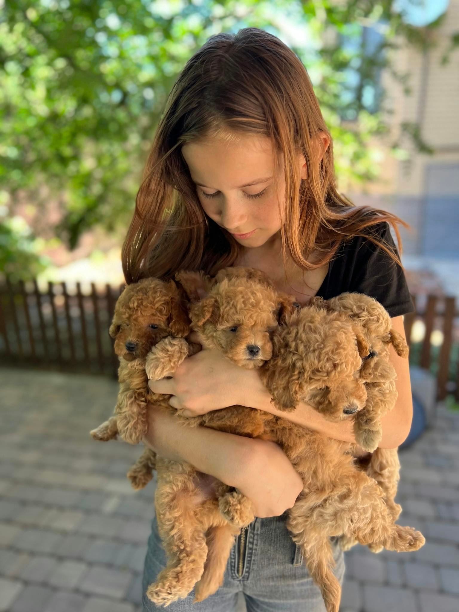 A young girl lovingly holding a group of adorable fluffy puppies in an outdoor setting.